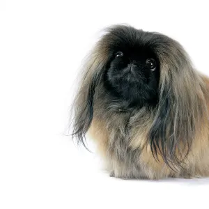 DOG - Pekingese