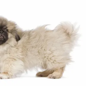 Dog - Pekingese puppy in studio