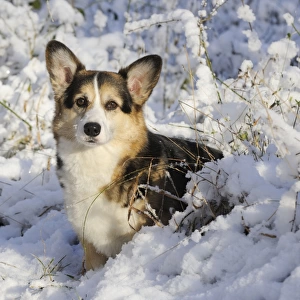 DOG. Pembroke welsh corgi standing in the snow