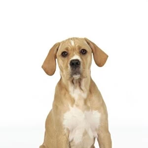 Dog. Perdiguero Portugese (Portugese Pointer) puppy (10 weeks old)