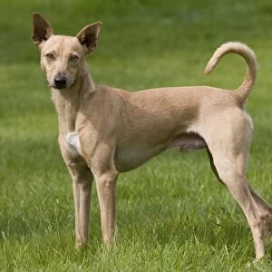 Dog - Peruvian Hairless Dog - haired version non-standard for the breed
