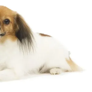 Papillon♡ Papillon Puppy Sable / White ID:28088 Located at Petland Kennesaw