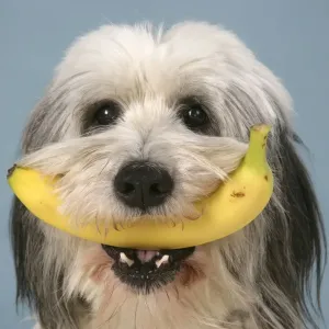 Dog - Polish Lowland Sheepdog holding a banana Dog - Polish Lowland Sheepdog holding a banana