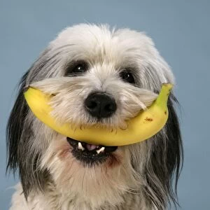 Dog - Polish Lowland Sheepdog holding a banana