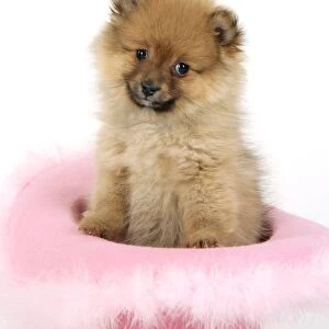 Dog. Pomeranian puppy (10 weeks old) sitting in pink hat