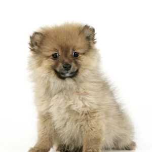 Dog. Pomeranian puppy (10 weeks old)