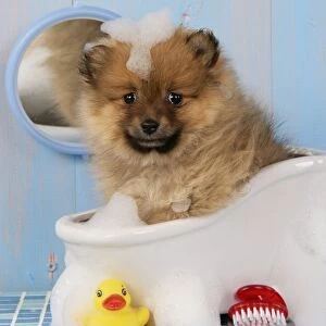 Dog. Pomeranian puppy in bath (10 weeks old)