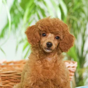 Dog - Poodle - apricot colour