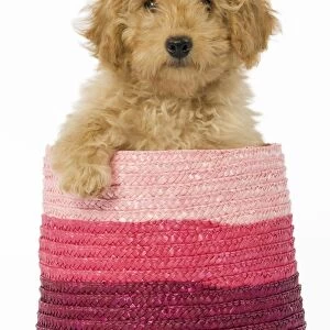 Dog - Poodle in pink basket