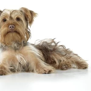 Dog - Poodle X Yorkie ( Yoodle or Yorkie Poo )