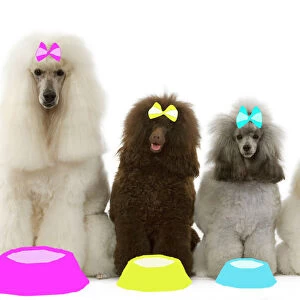 Dog - Poodles - Standard, Moyen, Minature / nain & toy wearing bows with dog bowls in studio