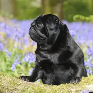 DOG. Pug in bluebells DOG. Pug in bluebells