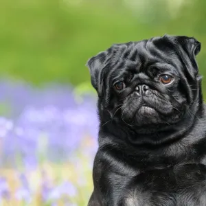 DOG. Pug in bluebells