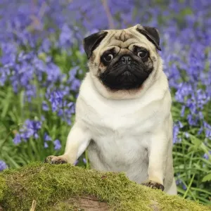 DOG. Pug in bluebells DOG. Pug in bluebells