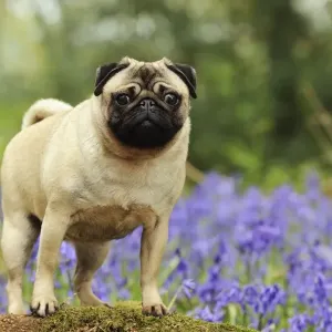 DOG. Pug in bluebells DOG. Pug in bluebells