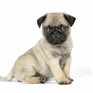 DOG. PUG ( fawn ) 7 week old puppy DOG. PUG ( fawn ) 7 week old puppy