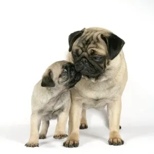 DOG. PUG ( fawn ) with 7 week old puppy DOG. PUG ( fawn ) with 7 week old puppy