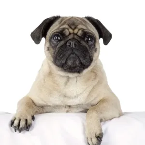 DOG. Pug with paws over ledge DOG. Pug with paws over ledge