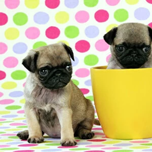 DOG. Pug puppies ( 6 wks old ) in a yellow pot
