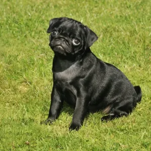 DOG. Pug puppy ( 8 wks old ) DOG. Pug puppy ( 8 wks old )