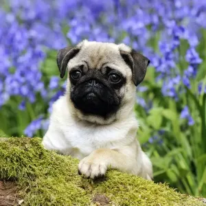 DOG. Pug puppy in bluebells DOG. Pug puppy in bluebells