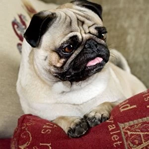 Dog - Pug sitting on pillow