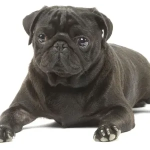 Dog - Pug in studio Dog - Pug in studio