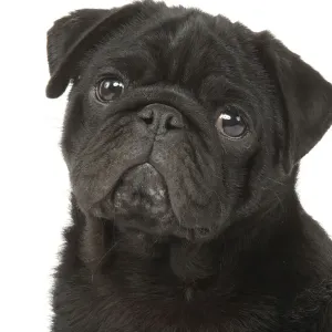 Dog - Pug in studio Dog - Pug in studio