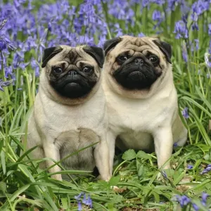 DOG. Pugs sitting together in bluebells DOG. Pugs sitting together in bluebells