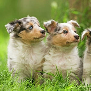 Dog - three puppies