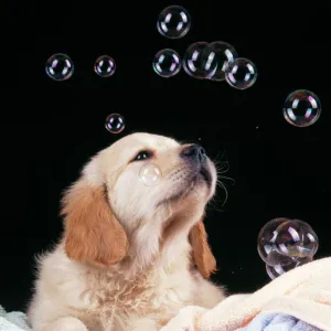 Dog Puppy with bubbles