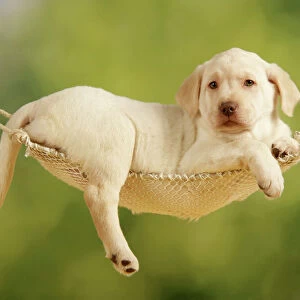 Dog - Puppy laying in hammock