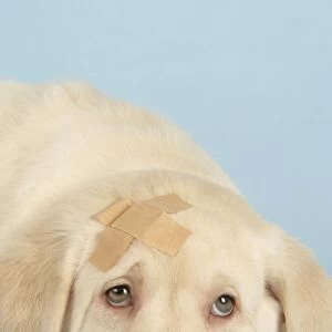 Dog - Puppy with a plaster on head