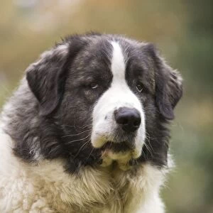 Dog - Pyrenean Mastiff. Also known as Mastin del Pirineo