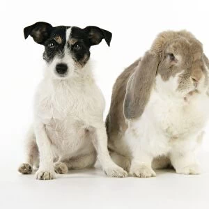 Dog and Rabbit. French lop rabbit with Jack Russell