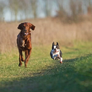 Dog - Red Setter / Irish Setter & Boston Terrier - running