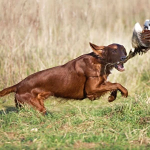 Dog - Red Setter / Irish Setter - chasing pheasant