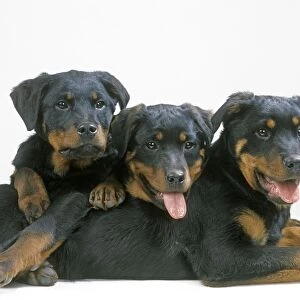 Dog - Rottweiler puppies
