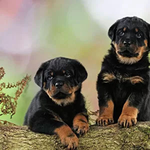 DOG. Rottweiler puppies looking over log