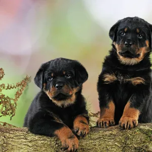 DOG. Rottweiler puppies looking over log