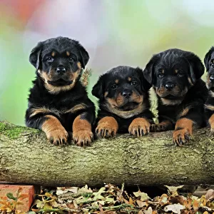 DOG. Rottweiler puppies in a row looking over log