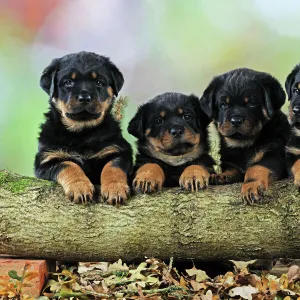 DOG. Rottweiler puppies in a row looking over log