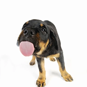 DOG. Rottweiler puppy licking screen