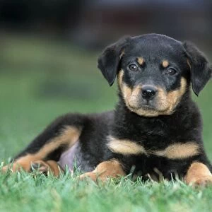 Dog - Rottweiler puppy lying down in grass
