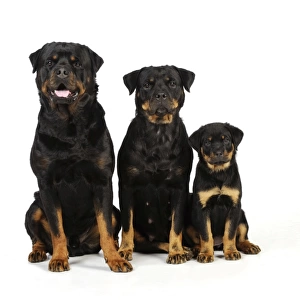 DOG. Rottweiler puppy sitting next to two adult rottweilers sitting