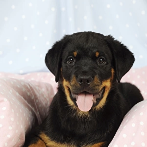 DOG. Rottweiler puppy with tongue out laying down on blanket