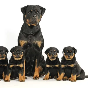 DOG. Rottweiler sat with four rottweiler puppies