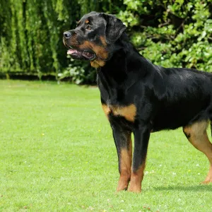 Dog - Rottweiler standing on grass