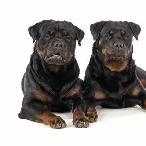 DOG. Two rottweilers laying down