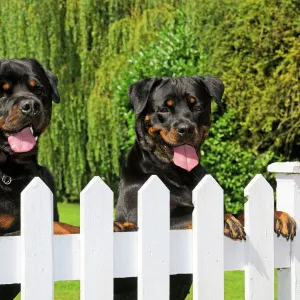 Dog - Rottweilers looking over fence